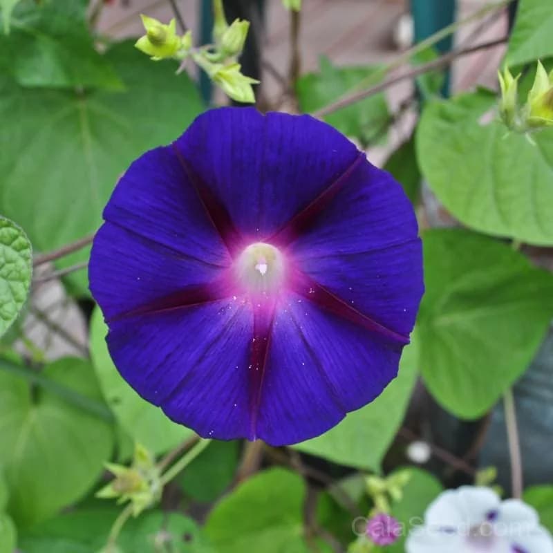 Grandpa Ott's Morning Glory Seeds — Vintage Heirloom Vine - Main