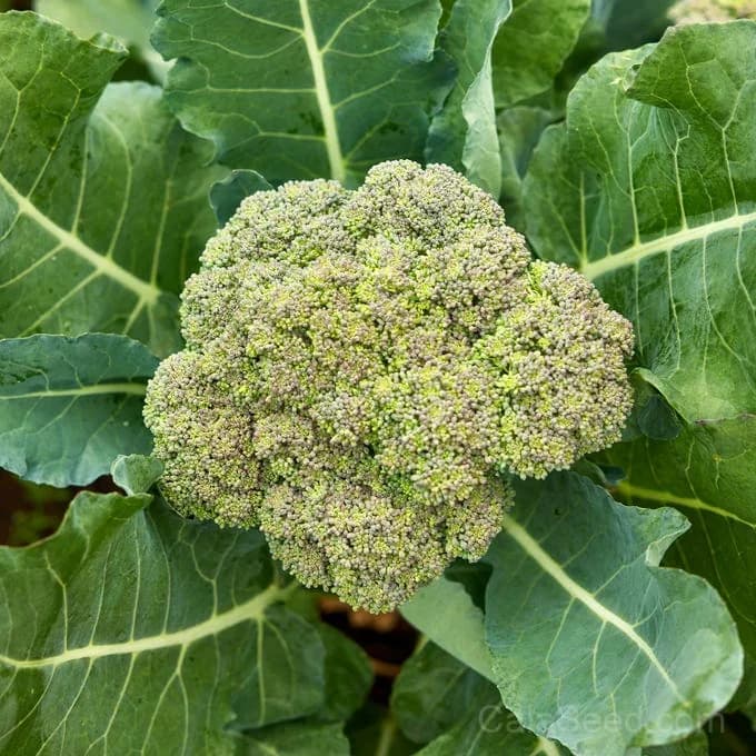 Gypsy Broccoli Seeds — Prolific Purple-Headed Sprouting - Alt