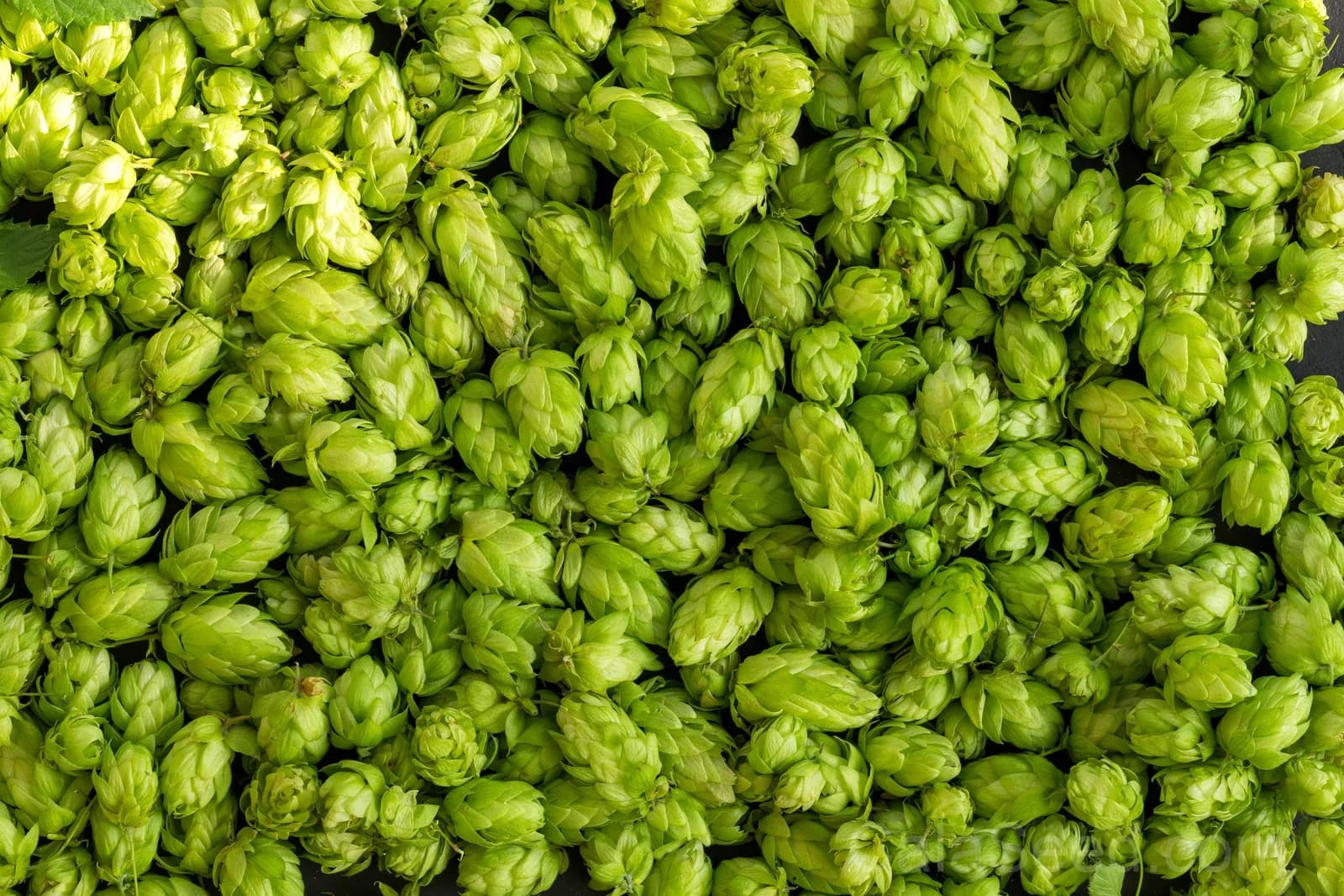 European Hops 'Common' Seeds — Beer Making Vine Ingredient - View 5