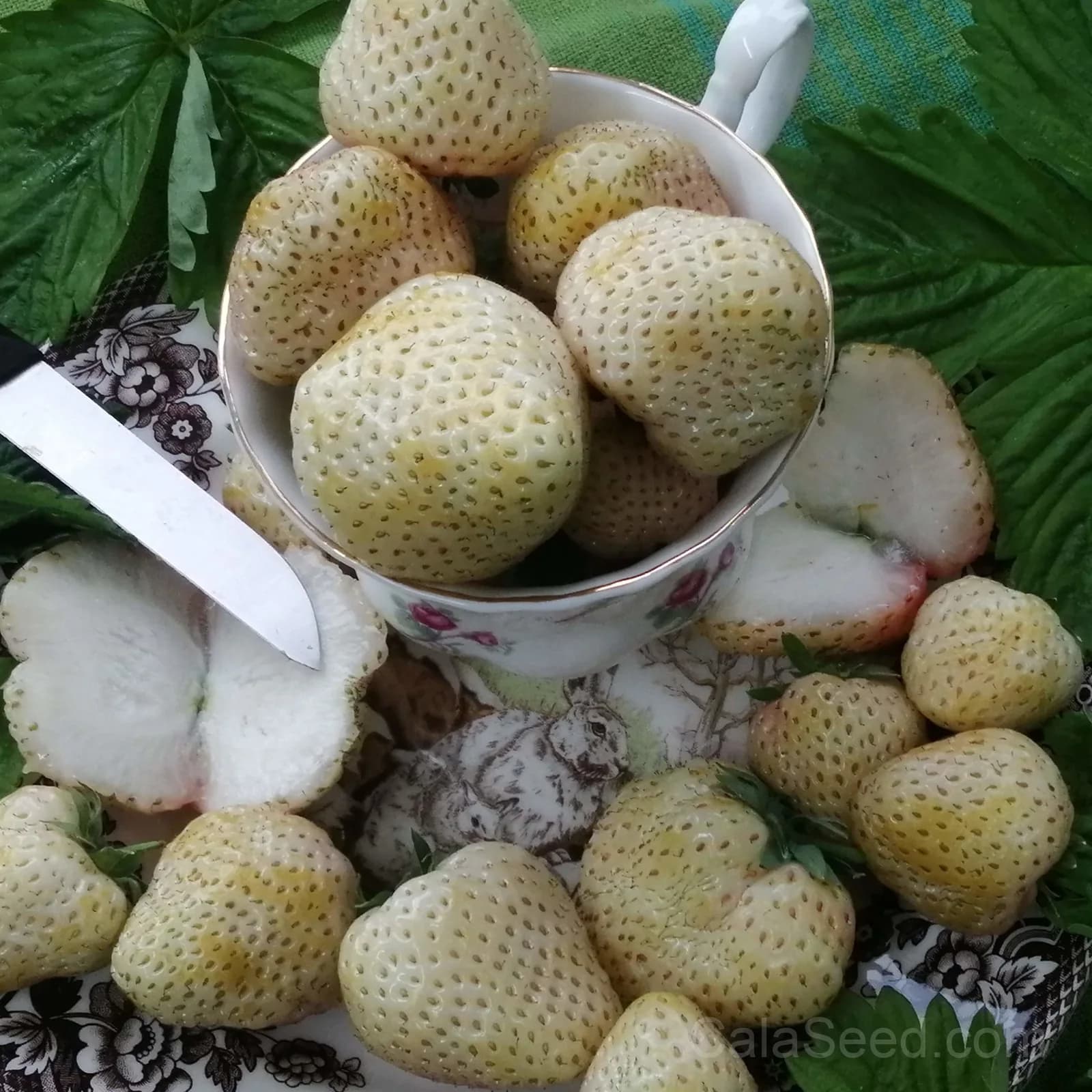 Strawberry 'White Snowball' Seeds — Sweet White Berry - View 3