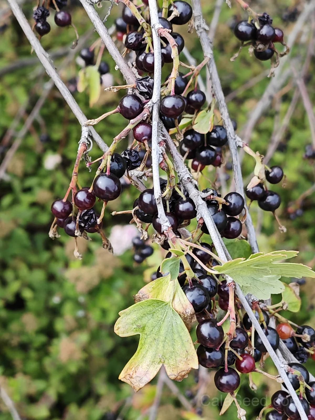 Jostaberry Seeds — Hardy Berry with Currant-Gooseberry Flavor - Main
