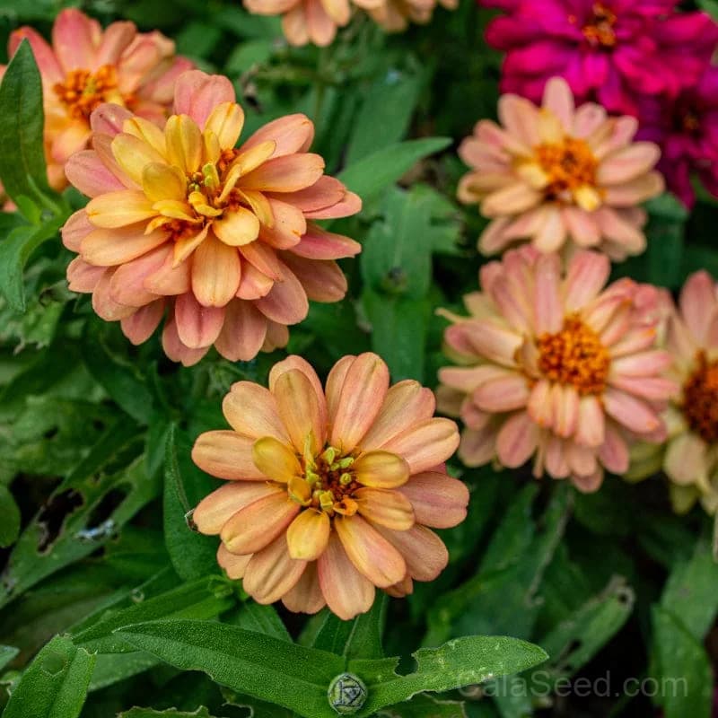 Profusion Double Deep Salmon Zinnia Seeds — Abundant Double Blooms - Alt