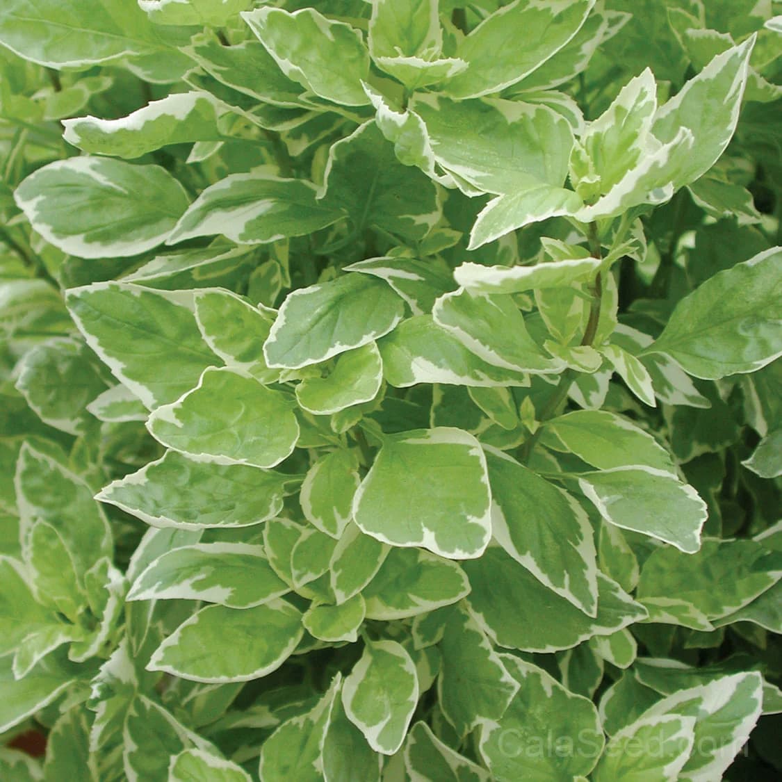 'Pesto Perpetuo' Basil Seeds — Perennial Variegated Herb - Main