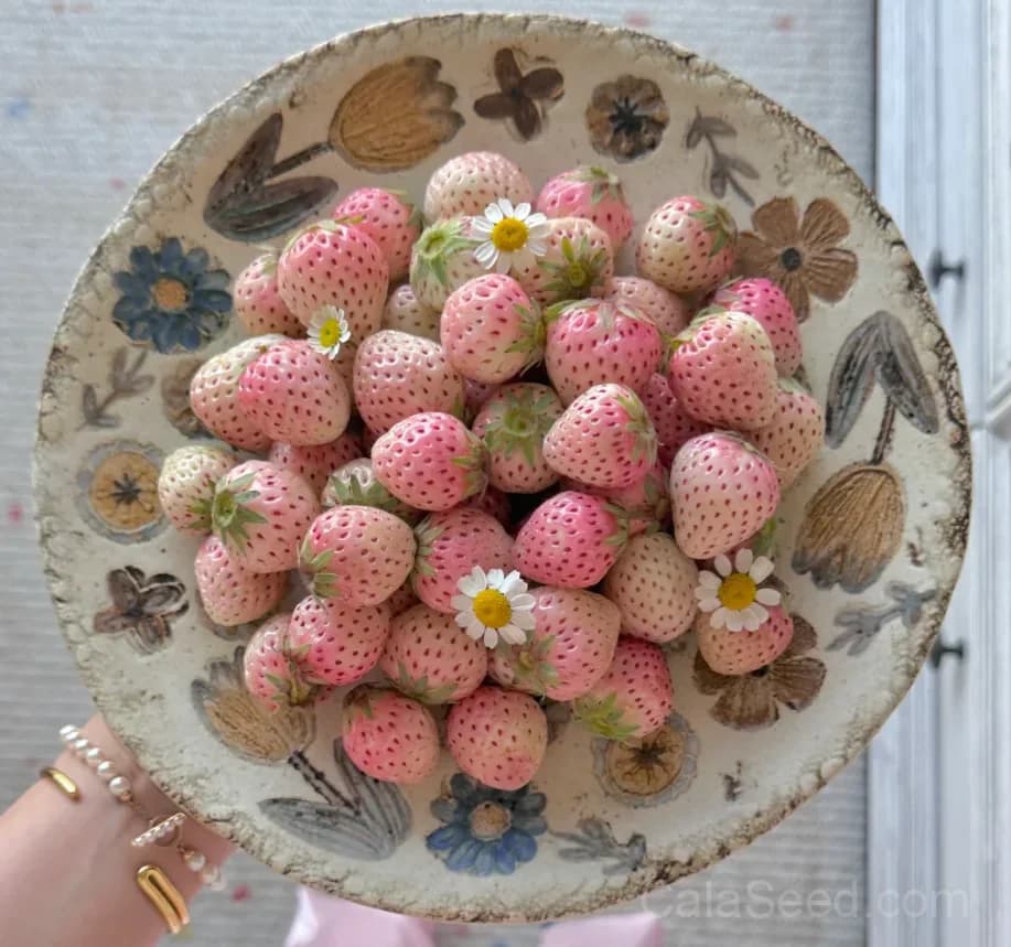 Mini Pink Strawberry Seeds – Sweet, Juicy, High Germination & Easy to Grow - Alt