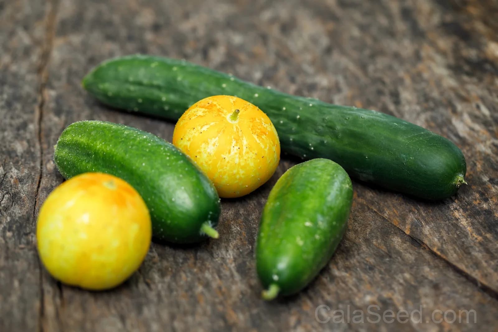 Lemon Cucumber Seeds — Yellow Heirloom Fruit Vegetable - View 3