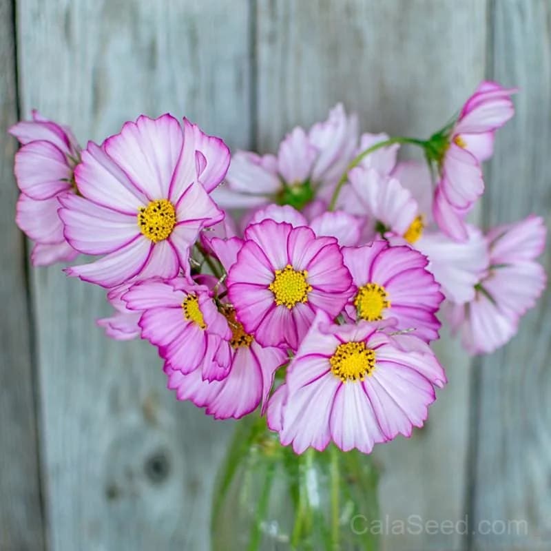 Picotee Cosmos Seeds — Bicolor Frilled Blooms - Main