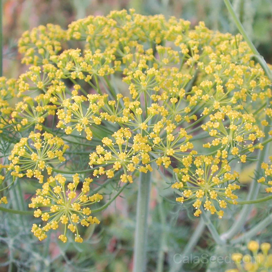 Fernleaf 'Fernleaf' Seeds — Lacy Foliage Perennial - Main