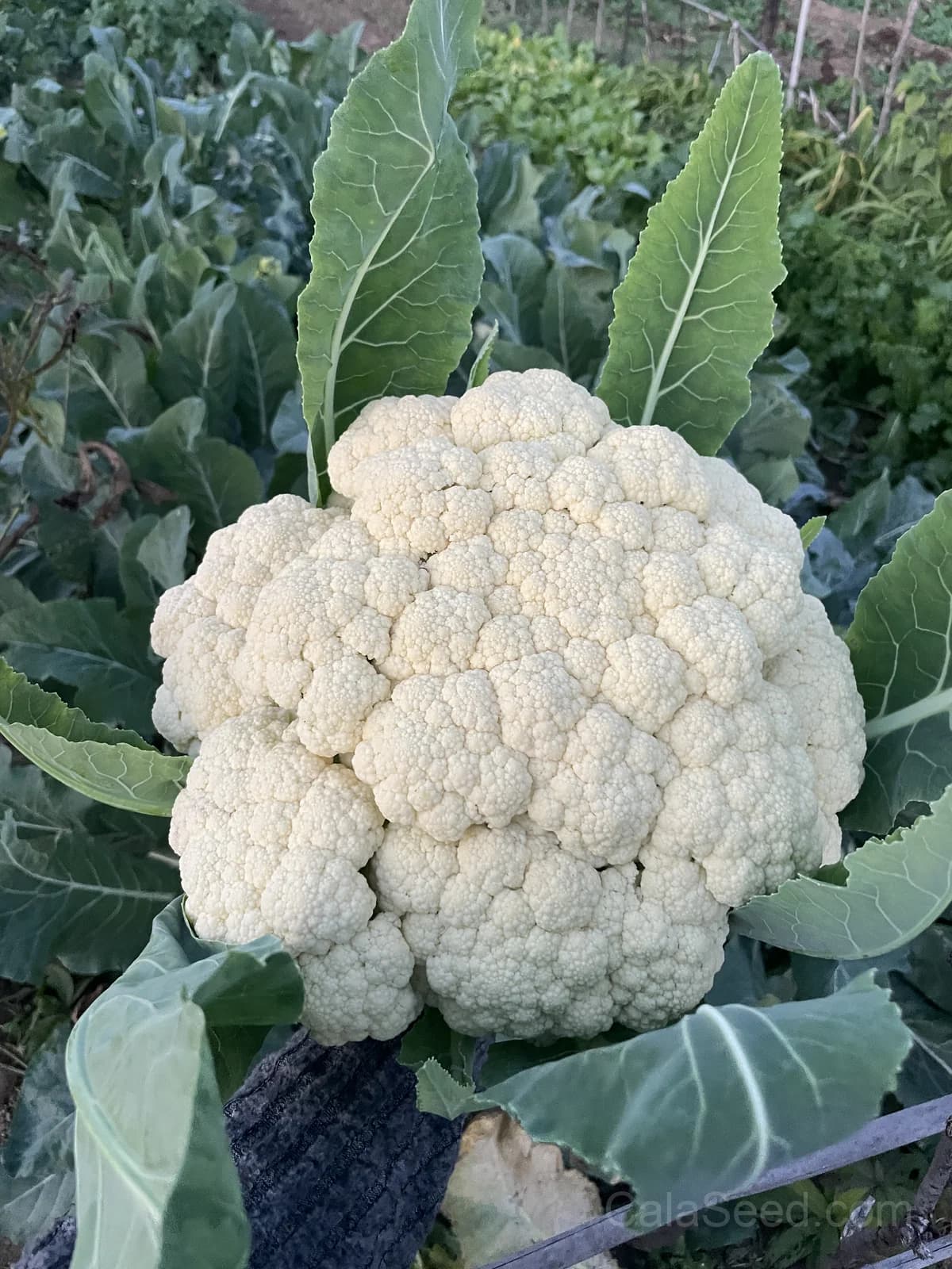 Snowball Y Cauliflower Seeds — Self-Blanching White Heads - View 2