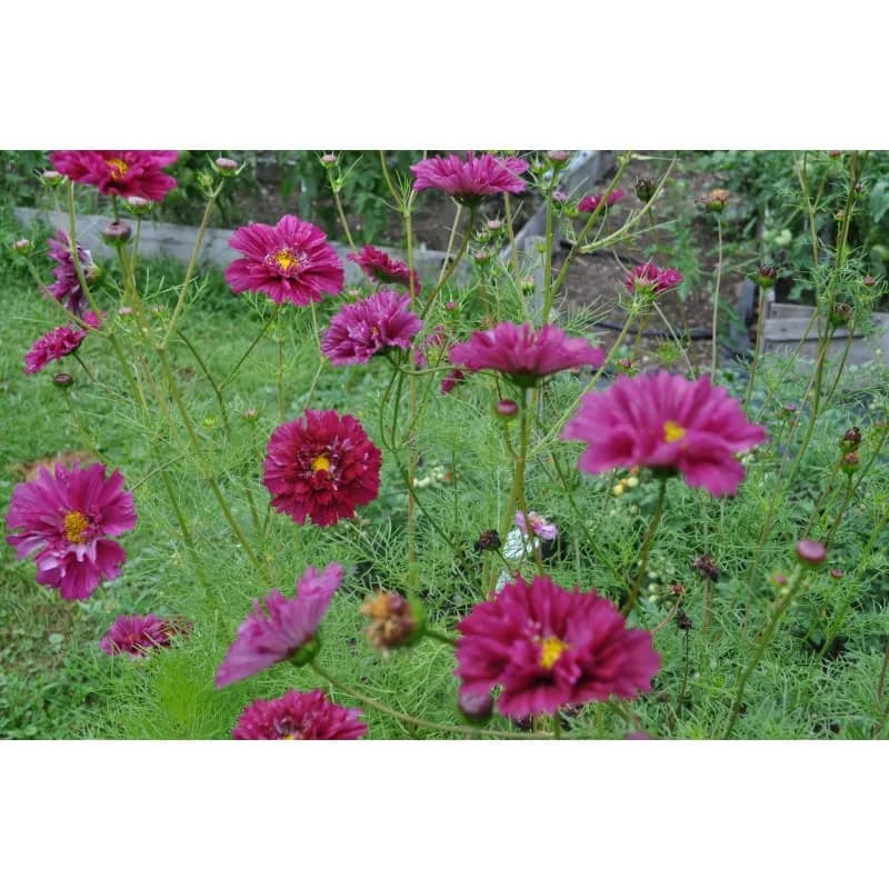 Double Click Cranberries Cosmos Seeds — Vibrant Cranberry-Red Blooms - View 4