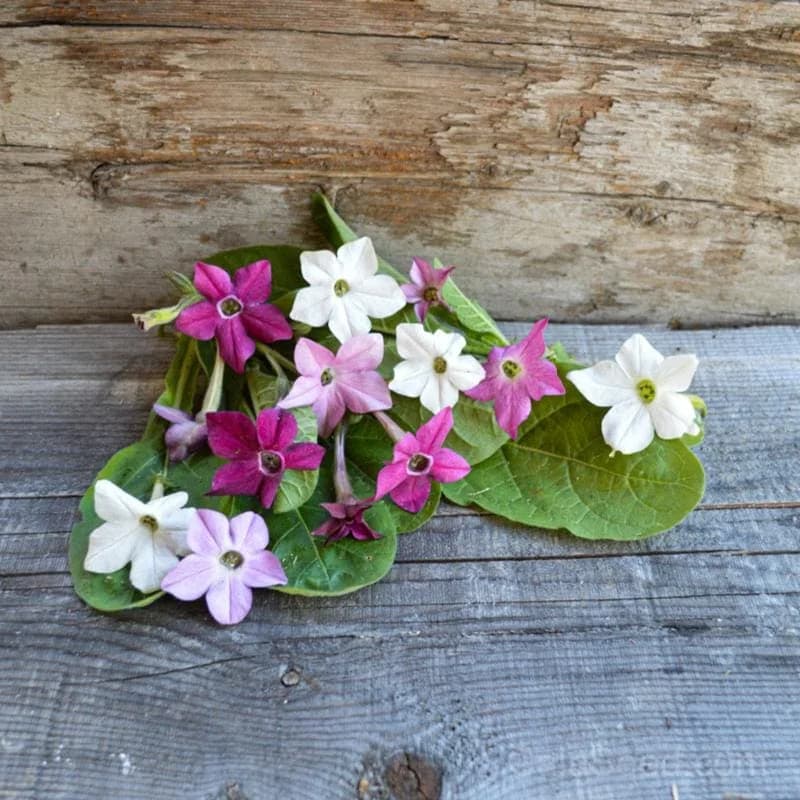 Sensation Mix Nicotiana Seeds — Fragrant Night-Blooming Flowers - Main