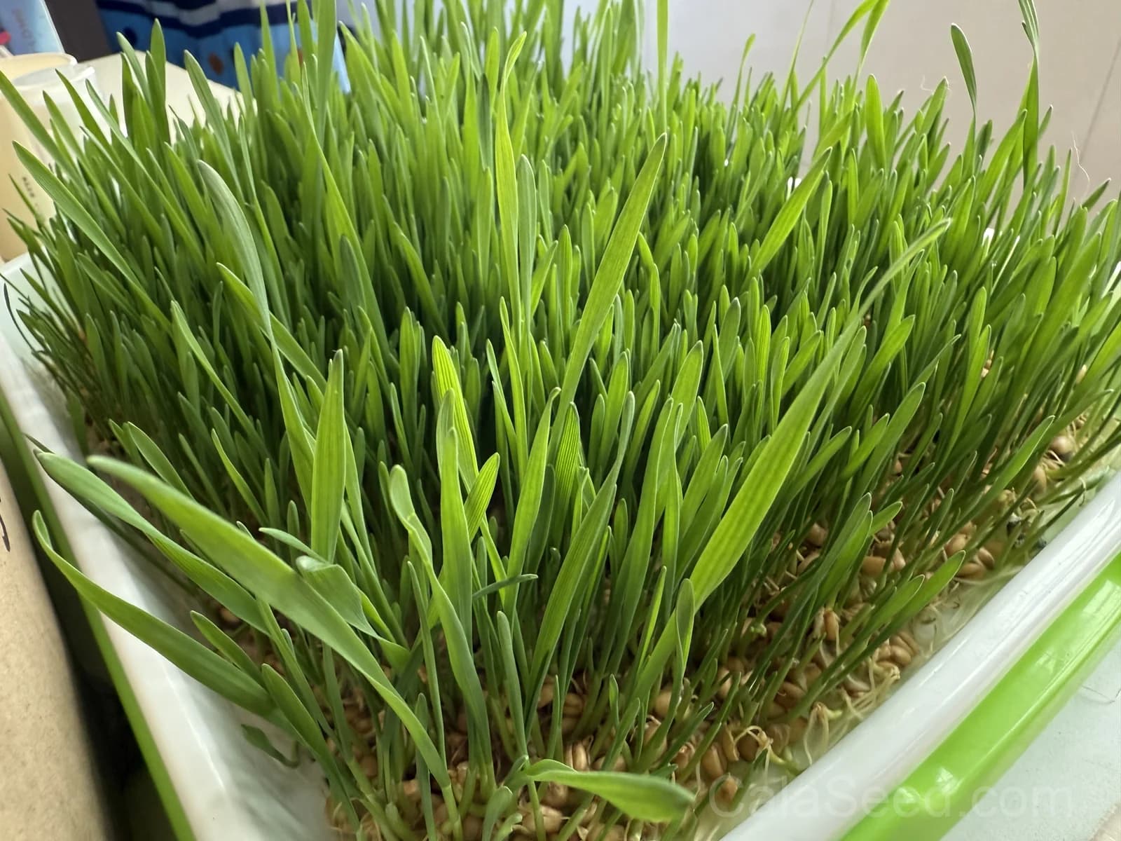 Wheatgrass 'Organic Sprout' Seeds — Nutrient-Dense Microgreen - View 2