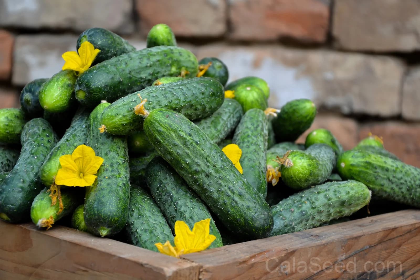National Pickling Cucumber Seeds — Classic Crisp Pickling Fruit - View 2