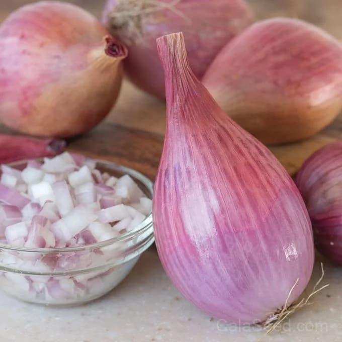 Davidor Shallots Seeds — Gourmet French Culinary Bulb - Main