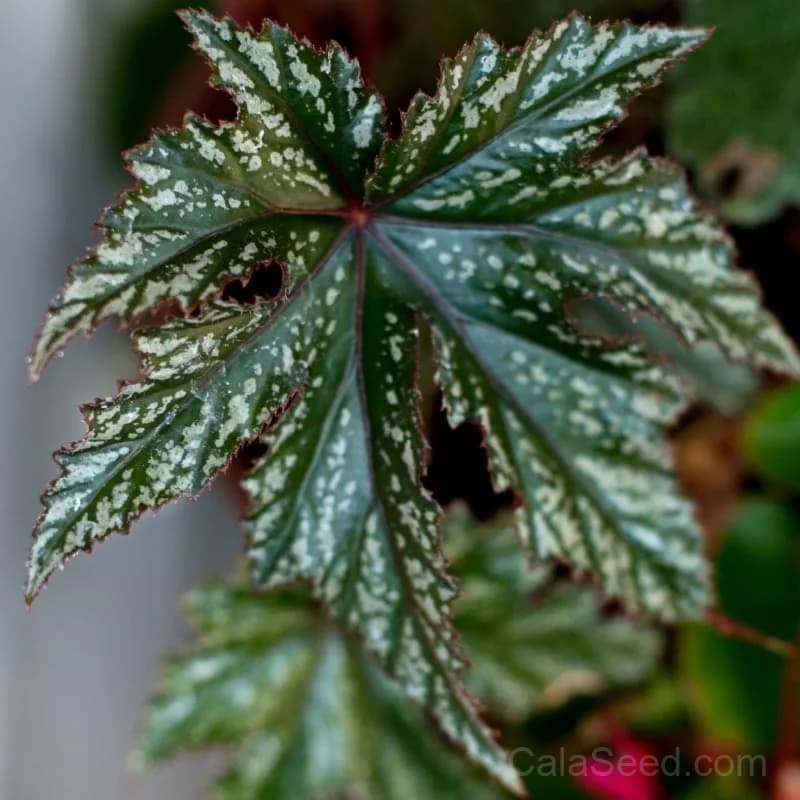 Gryphon Begonia Seeds — Striking Foliage for Shade Gardens - Alt