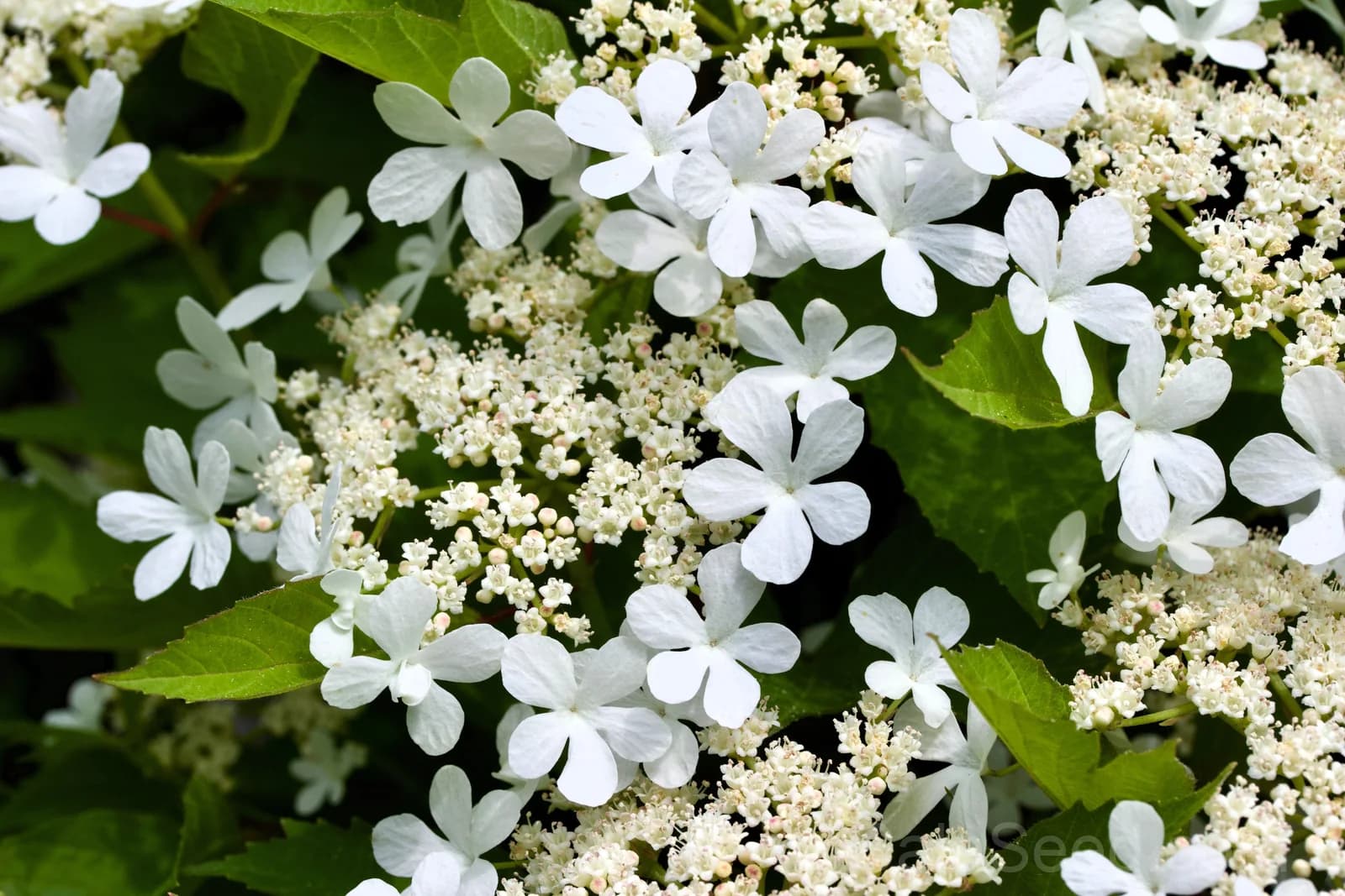 American Highbush Cranberry 'Viburnum Trilobum' Seeds — Red Fruit White Shrub - Alt