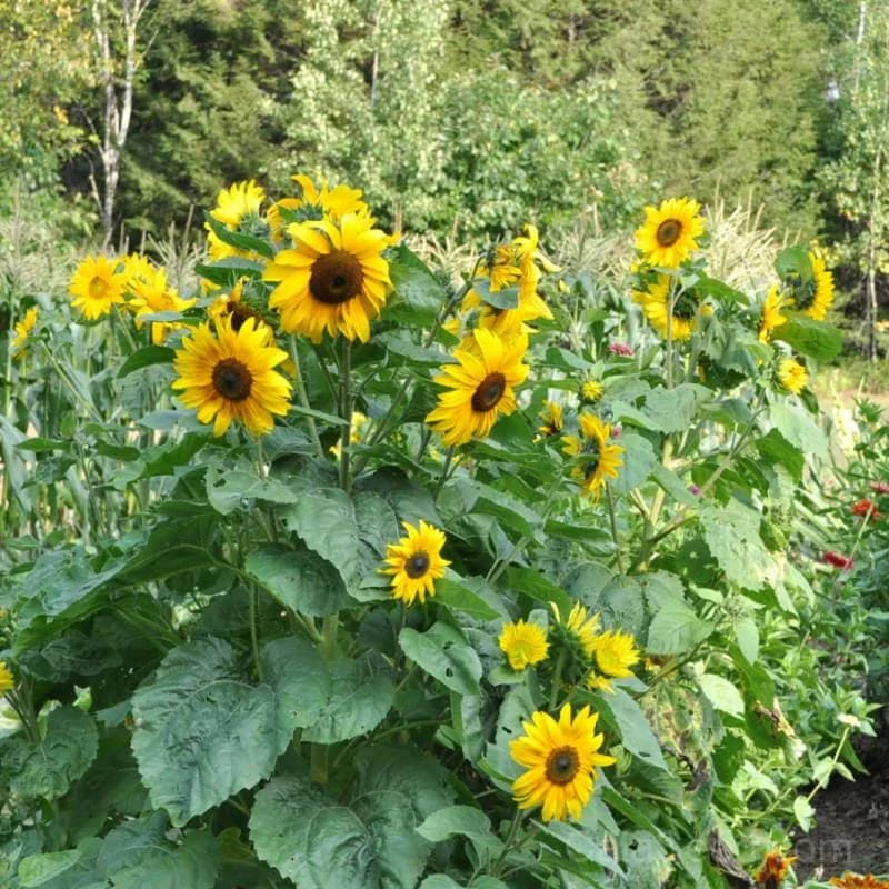 Dwarf Music Box Sunflower Seeds — Compact Blooming Annual - View 1