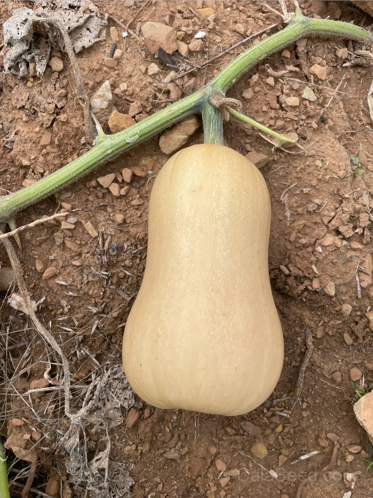 Waltham Butternut Squash Seeds — Classic Organic Winter Squash - View 9
