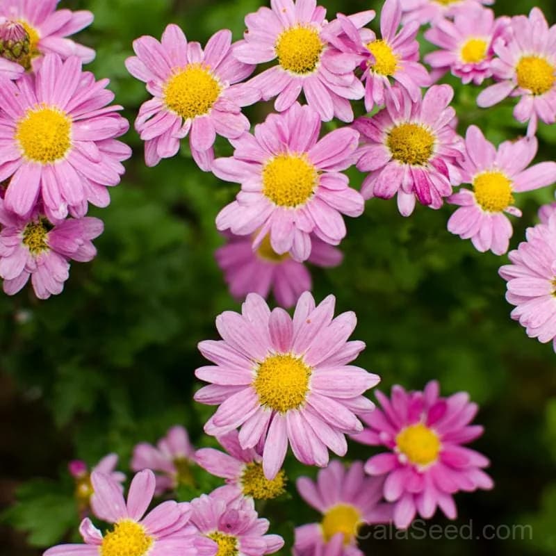 Fall Mum Chrysanthemum Seeds — Autumn Garden Favorite - Main