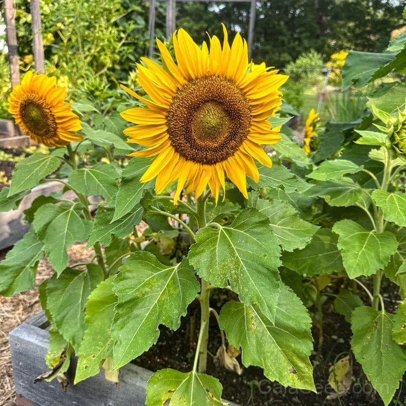 Sunspot Sunflower Seeds — Bright Dwarf Bloom - View 2