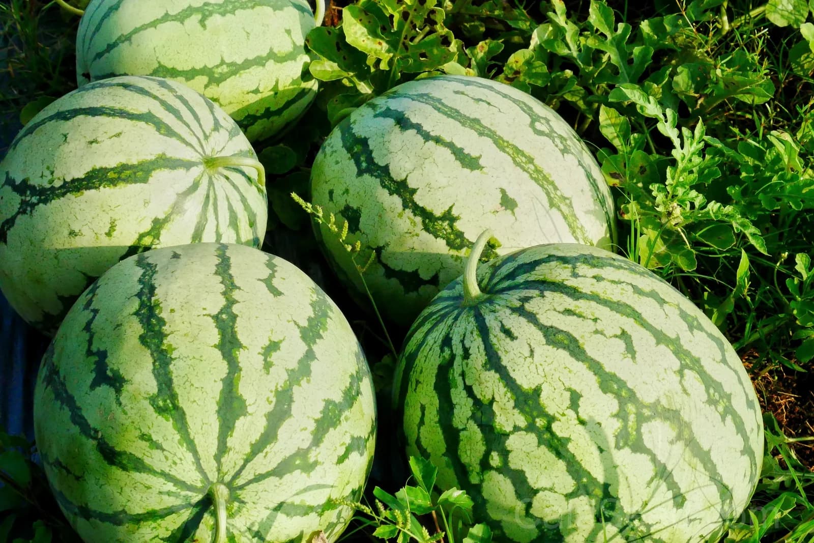 Tendersweet Orange Watermelon Seeds — Sweet Orange-Fleshed Melon - View 5