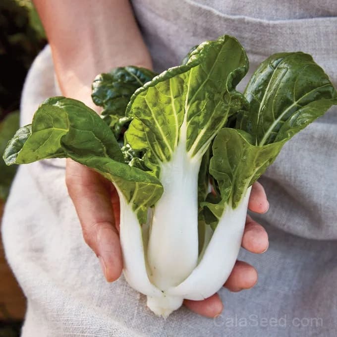 Toy Choi Pak Choi Seeds — Compact Chinese Cabbage - View 2