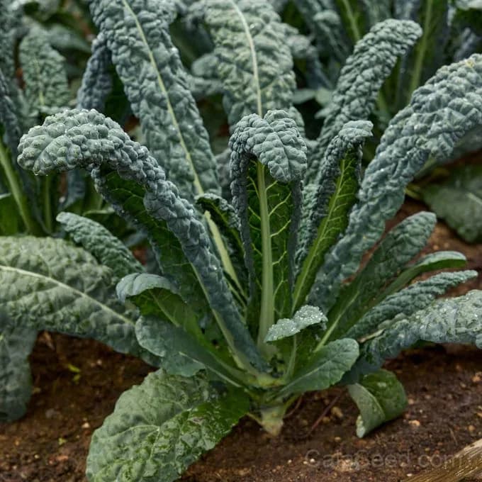 Black Jack F1 Kale Seeds — High-Yield Dark Leafy Greens - Main