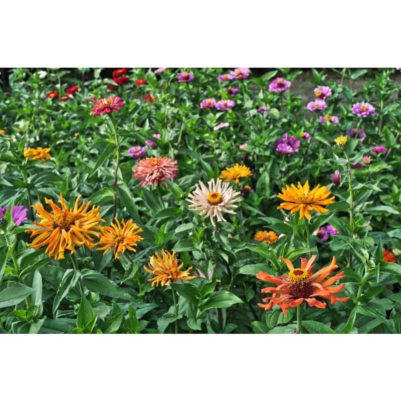 Cactus Flower Mix Zinnia Seeds — Vibrant Drought-Tolerant Blooms - View 5