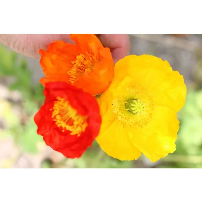Champagne Bubbles Poppy Seeds — Prolific White Blooms - Alt