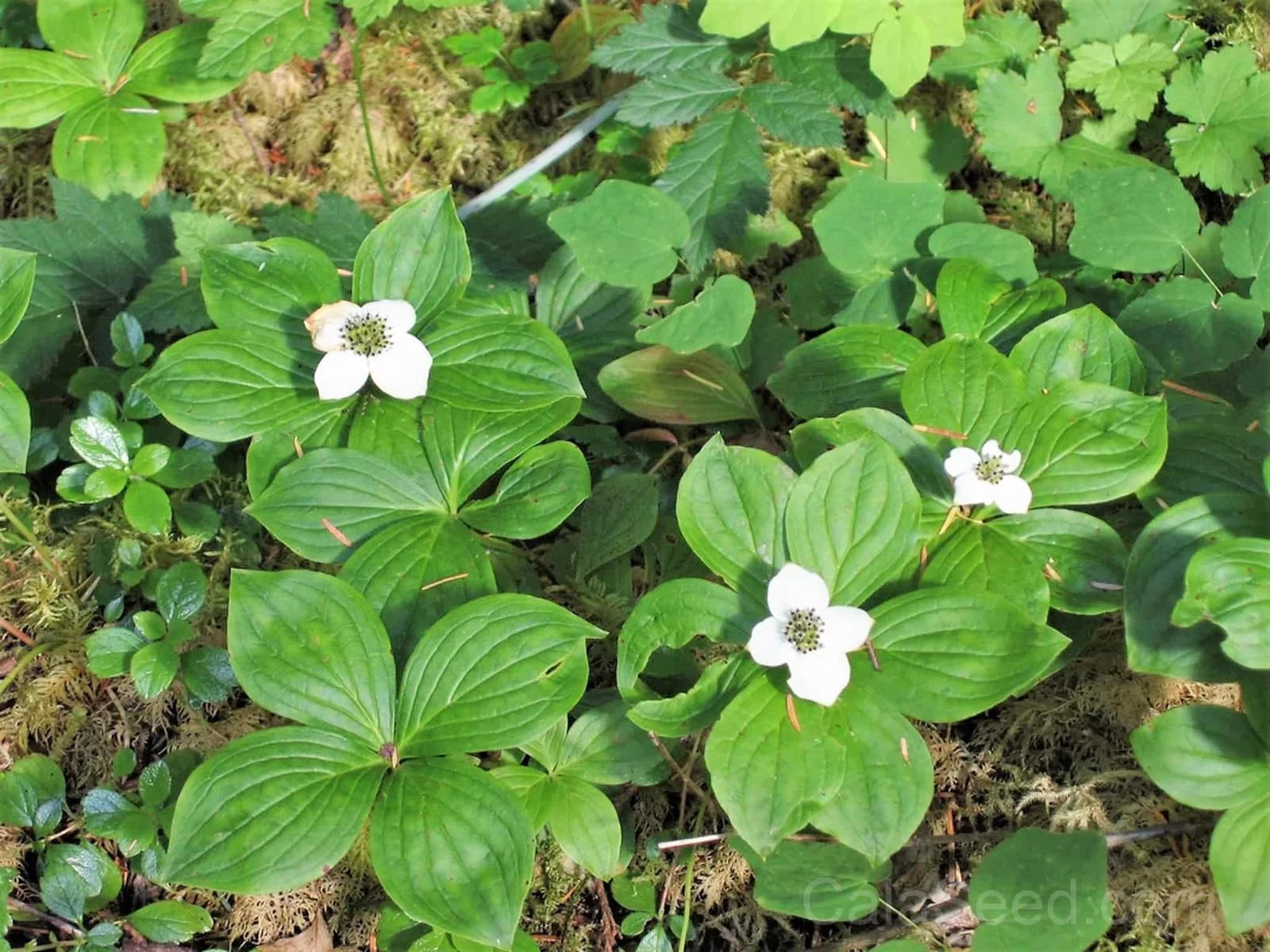 Western Bunchberry 'Alaskan Dogwood' Seeds — Edible Red Berry Groundcover - View 6
