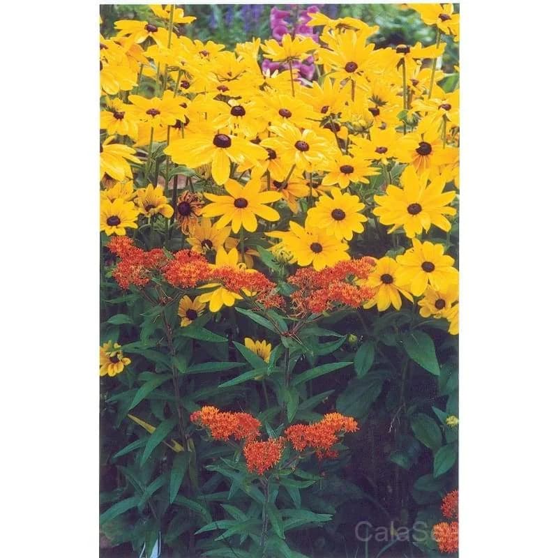 Indian Summer Rudbeckia Seeds — Late-Blooming Native Perennial - Alt
