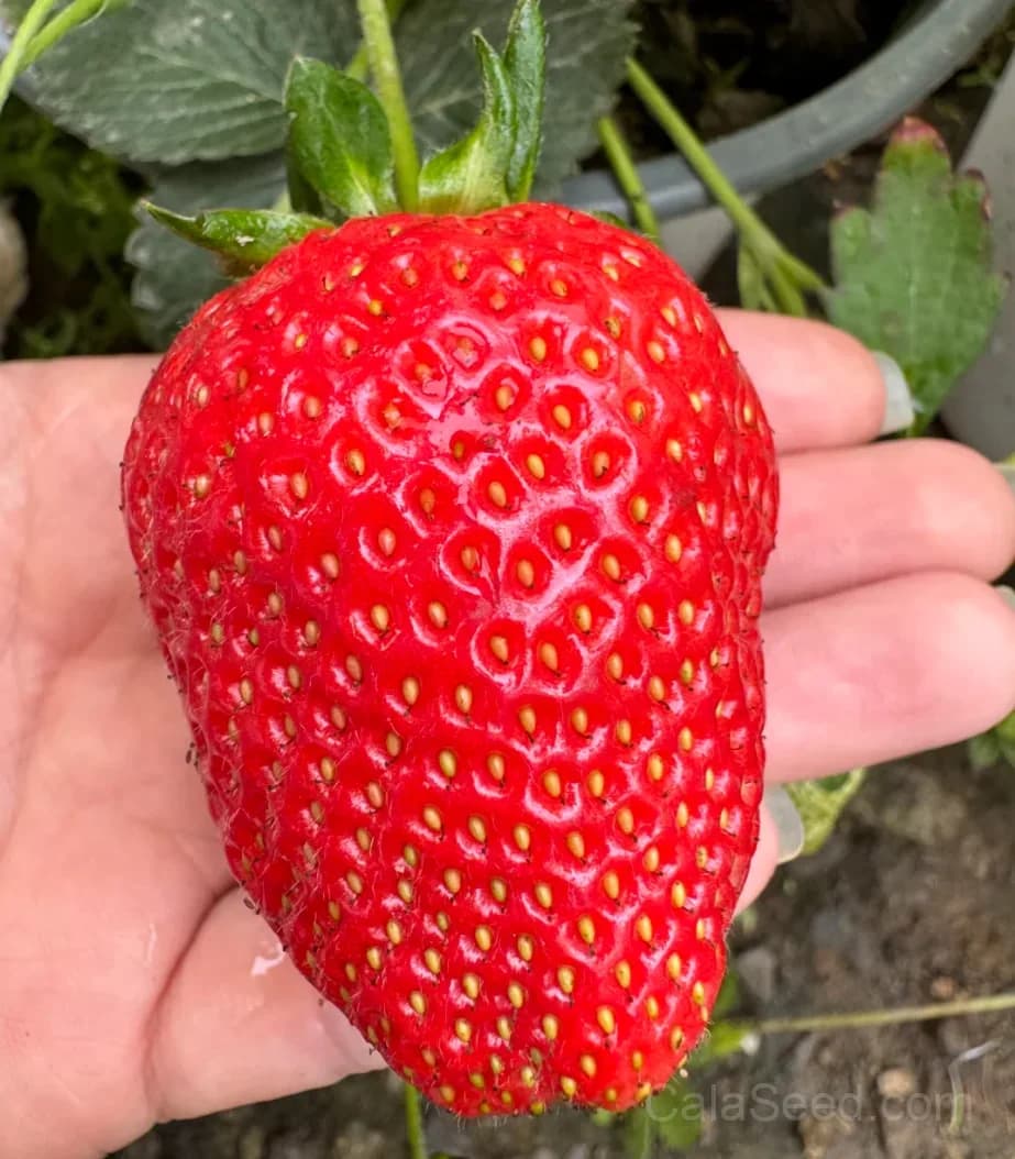 Kaorino Strawberry Seeds – Sweet, Fragrant, High Germination & Easy to Grow - View 7