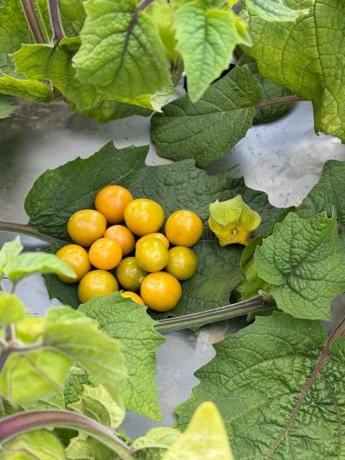 Pineapple Tomatillo 'Yellow Ground Cherry' Seeds — Sweet Tropical Fruit Vine - View 2