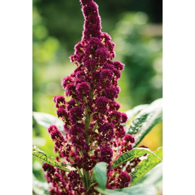 Elephant Head Amaranth Seeds — Striking Red Bloom - View 3