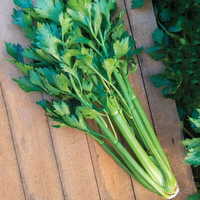 Tango Celery Seeds — Crisp Heirloom Stalks - Main