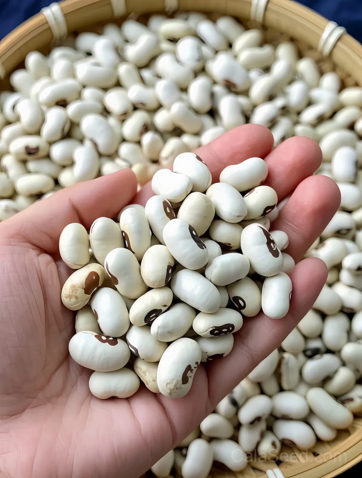California Blackeye No.5 Cowpea Seeds — Southern Classic Heat-Tolerant Legume - View 2