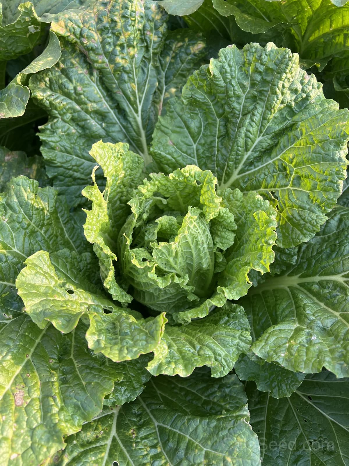 Barrel Head Napa Cabbage Seeds — Crunchy Asian Greens - View 4