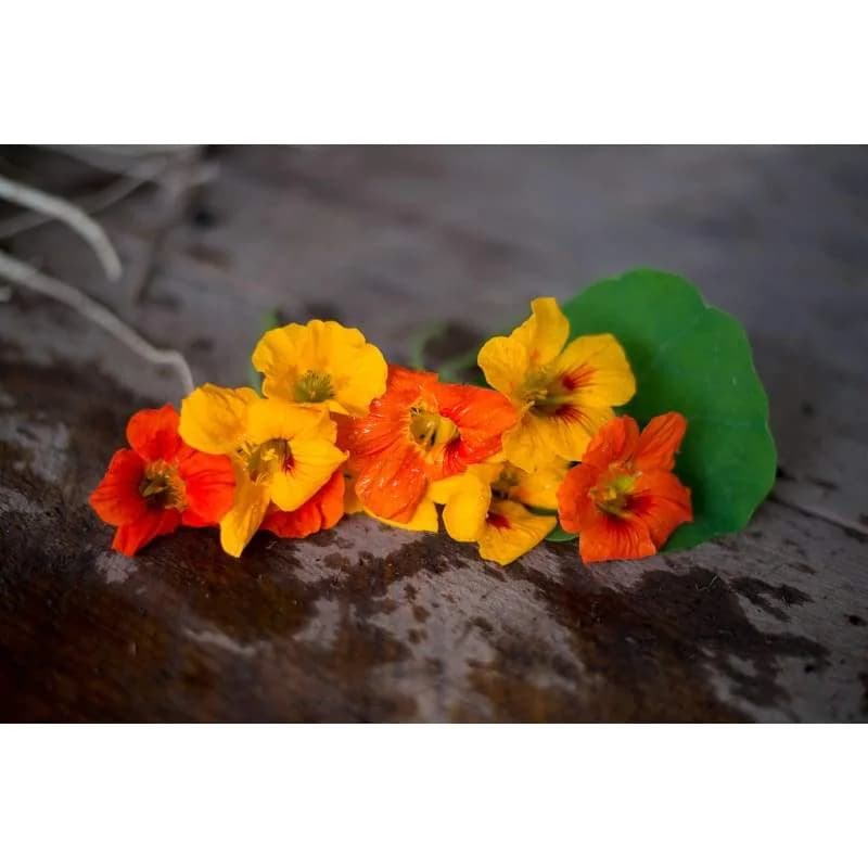 Nasturtium 'Tall Climbing Mix' Seeds — Vibrant Edible Flowers - Alt