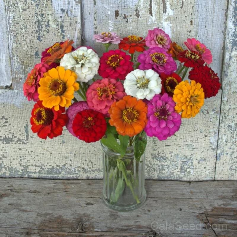 Cut and Come Again Zinnia Seeds — Continuous Blooms All Season - Main