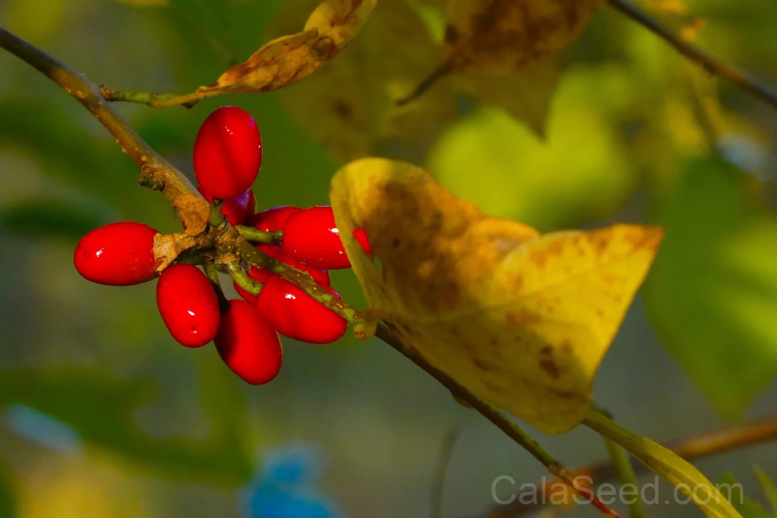 Spicebush 'Lindera Benzoin' Seeds — Native Red Berry Shrub - View 5