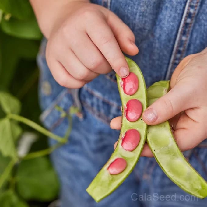 Scarlet Runner Pole Bean Seeds — Vibrant Edible Flowers - View 2