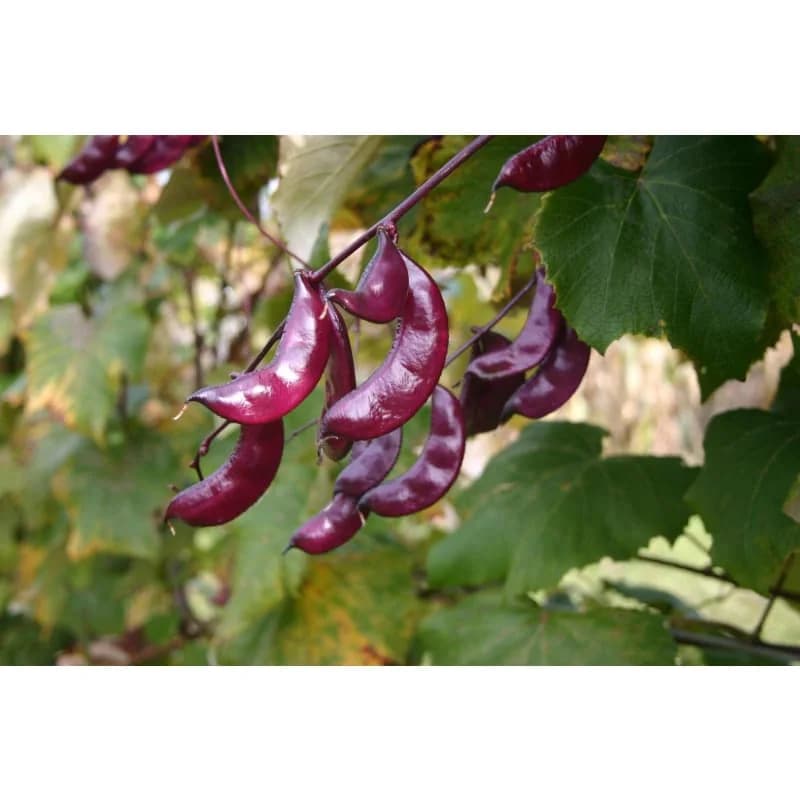 Hyacinth Bean Seeds — Ornamental Edible Vine - Alt