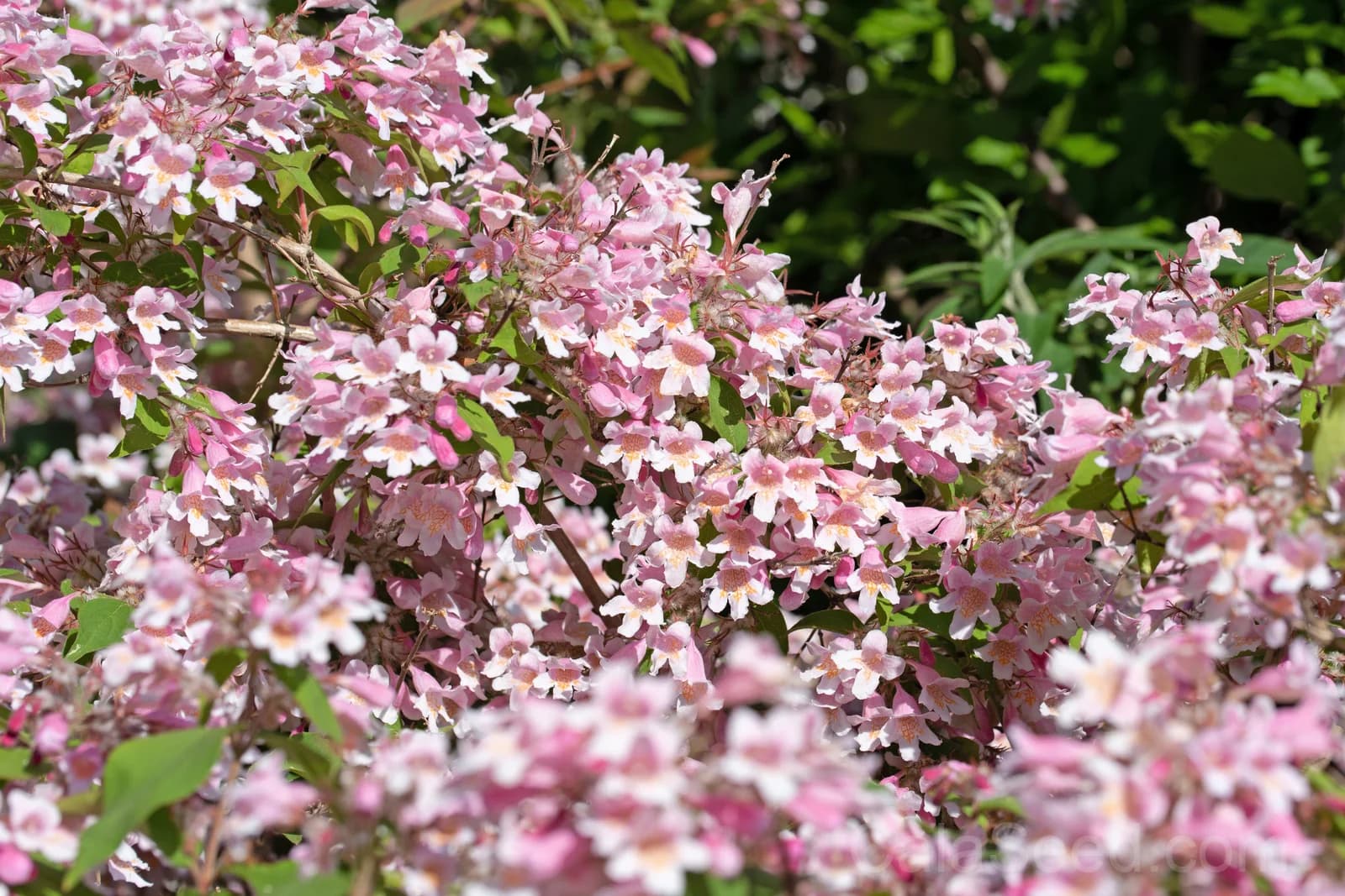 Beauty Bush 'Kolkwitzia Amabilis' Seeds — Pink & White Flowering Shrub - Alt