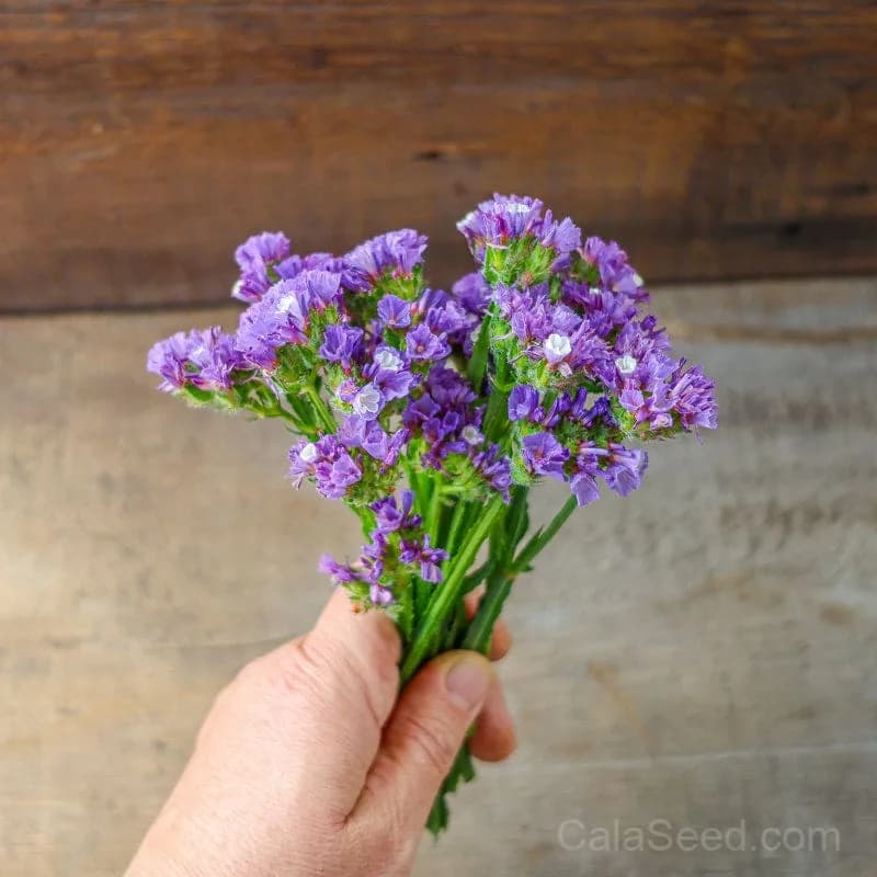 Heavenly Blue Statice Seeds — Long-Lasting Cut Flower - View 1