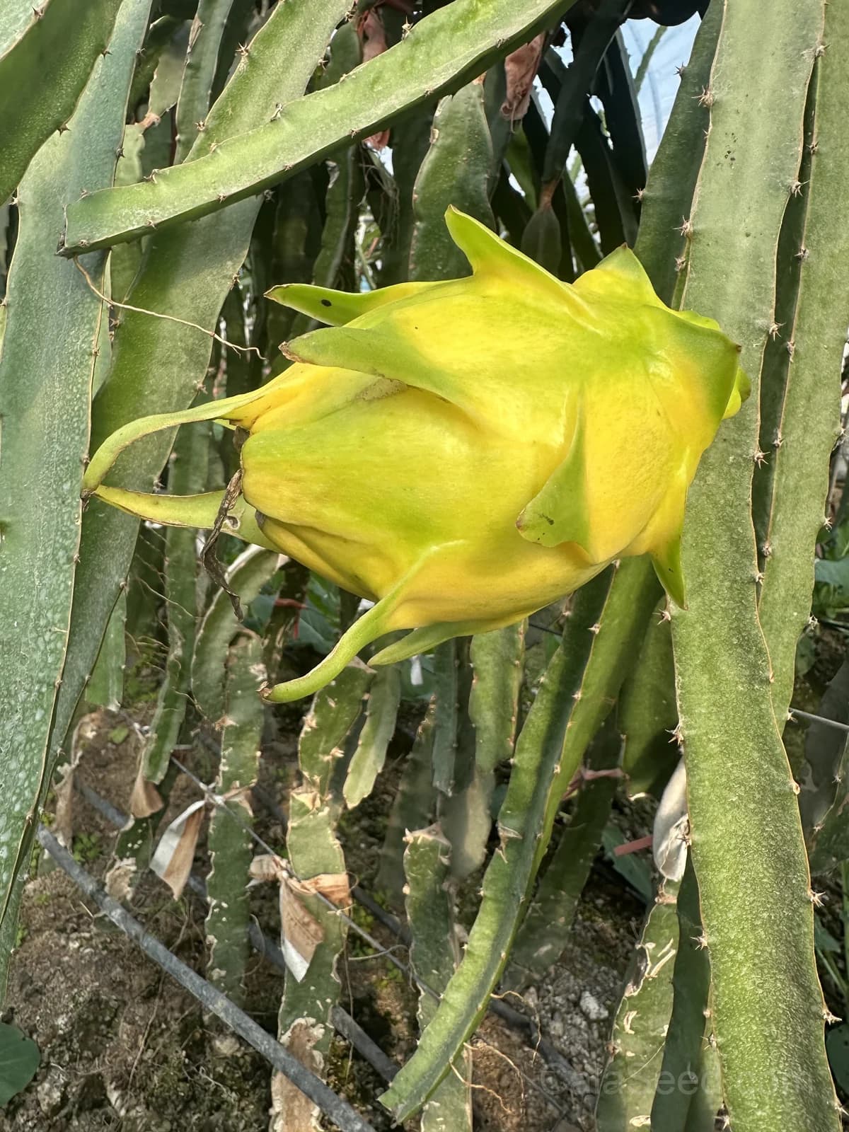 Yellow Dragon Fruit Seeds — Sweet Tropical Vine - Main