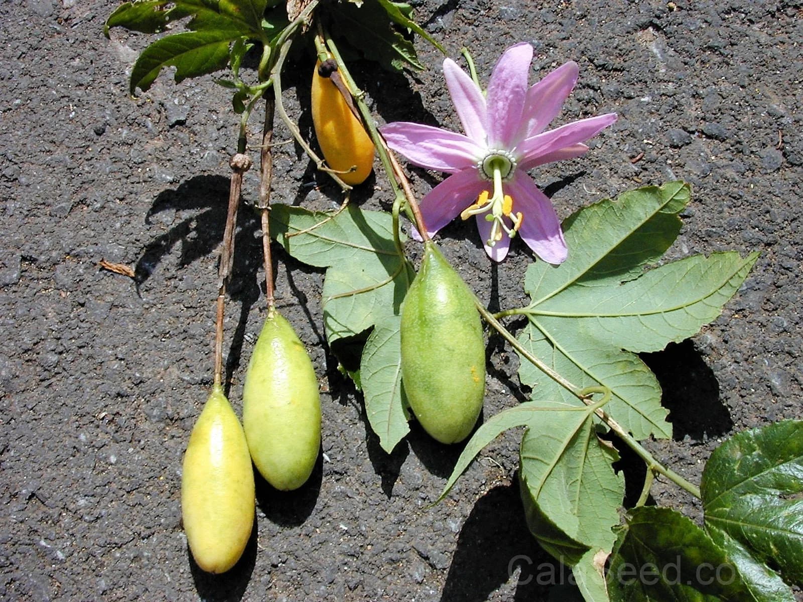 Pink Passion Flower 'Banana Passion Fruit' Seeds — Yellow Skin Orange Pulp Vine - View 2
