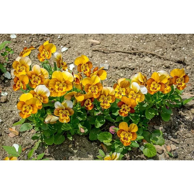 Honeybee Viola Seeds — Pollinator-Friendly Blooms - View 2