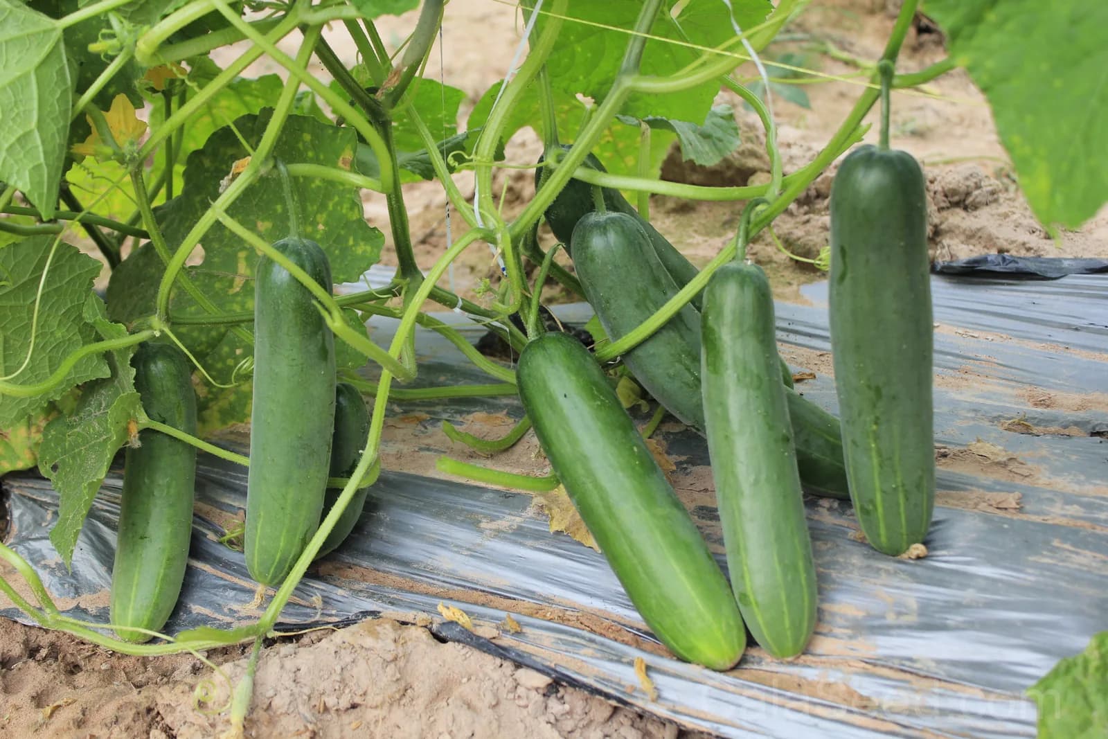 Marketmore 76 Slicing Cucumber Seeds — High-Yield Garden Fruit - View 5