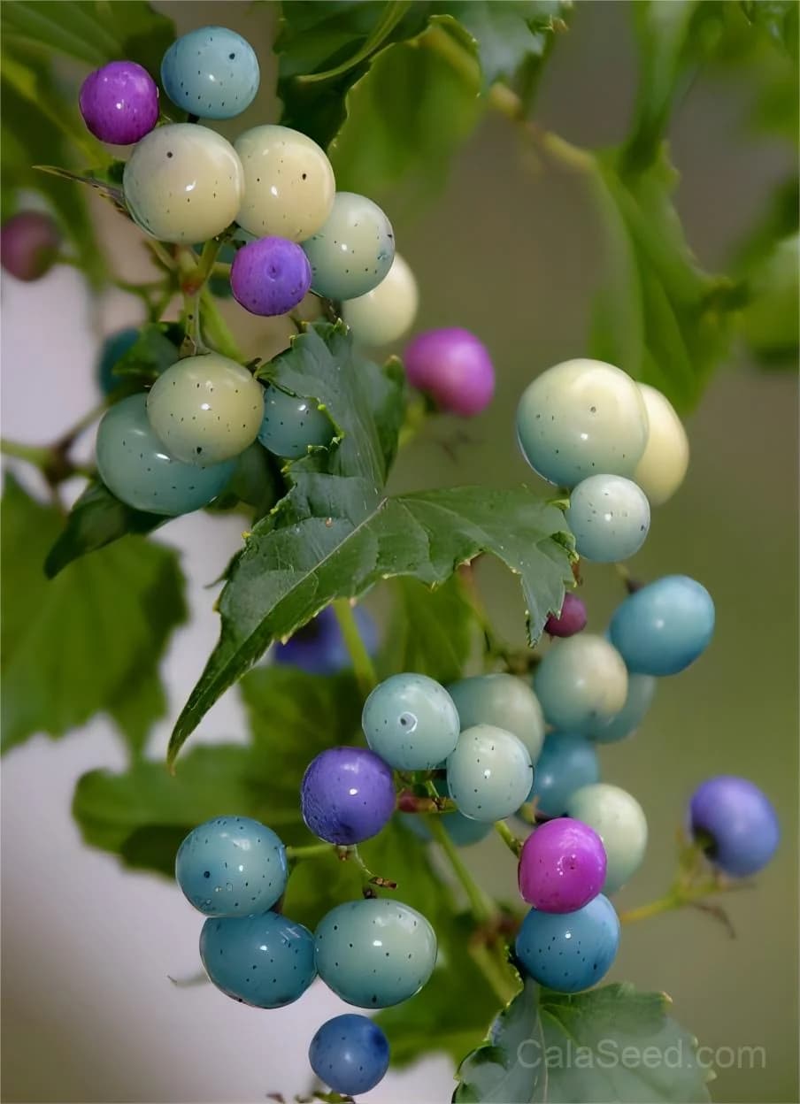 Variegated Porcelain Berry Vine Seeds — Ornamental Blue-Pink Berries - View 6