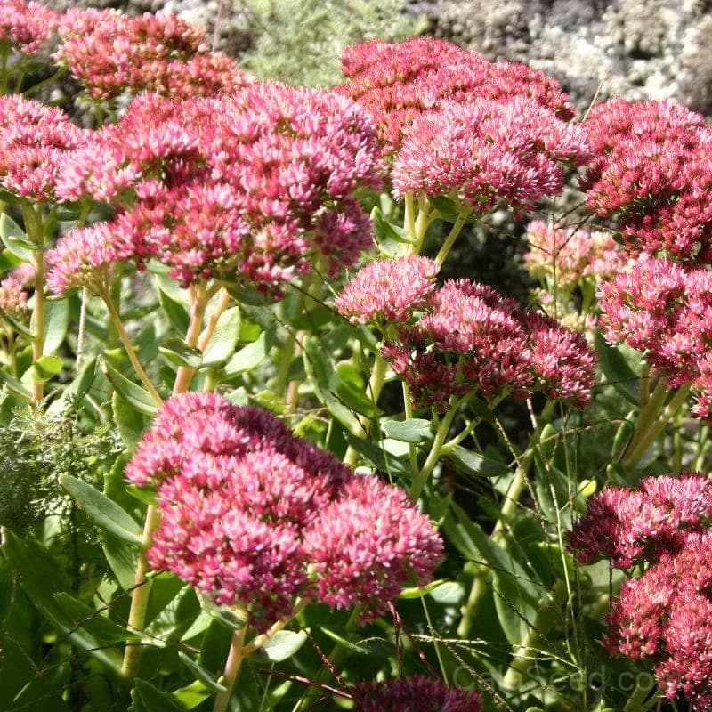 Sedum Mix Seeds — Drought-Tolerant Perennial Groundcover - Main
