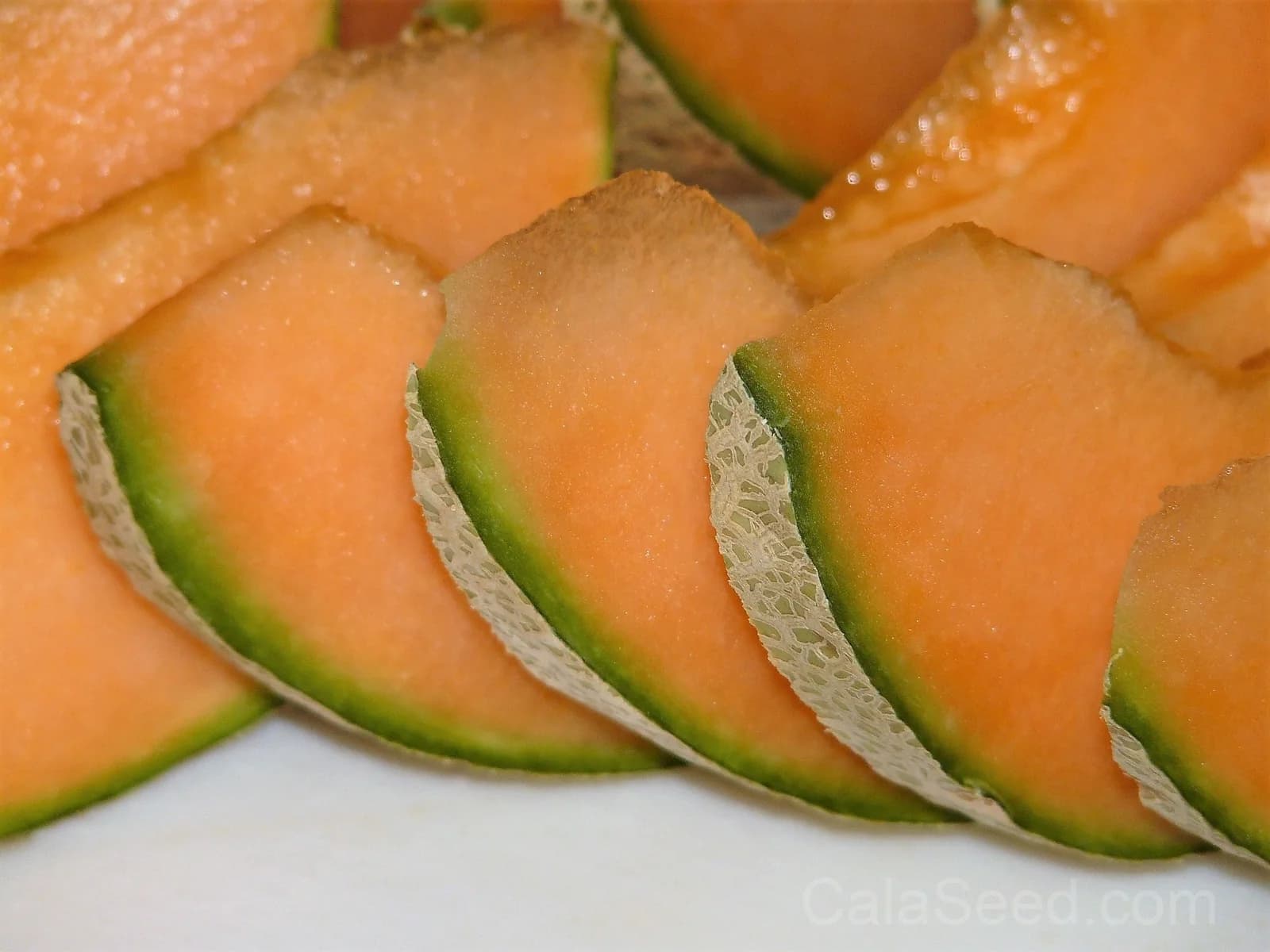 Minnesota Midget Cantaloupe Seeds — Compact Melon for Small Gardens - View 3